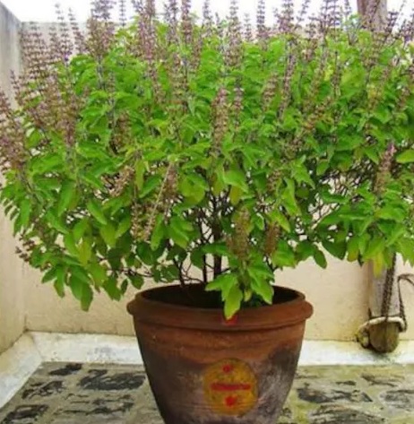 Vastu Tips For Tulsi Plant: क्या आप तुलसी के पौधे को लगाने के सही नियम जानते हैं? जानें क्या कहता है वास्तु