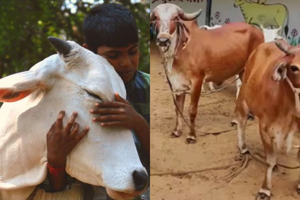 cow hug day (2)