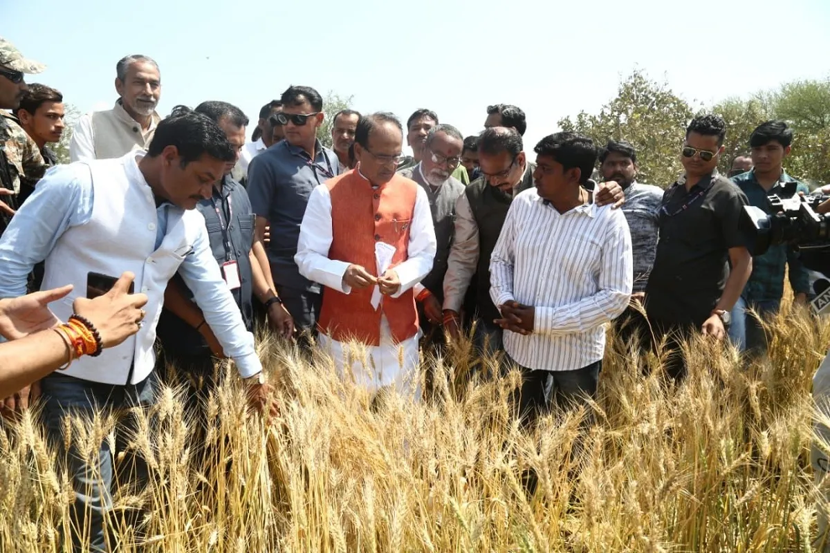 Madhya Pradesh: सीएम शिवराज सिंह चौहान ने सागर में ओला-वृष्टि से किसानों की क्षतिग्रस्त फसलों का खेतों में जाकर लिया जायजा 